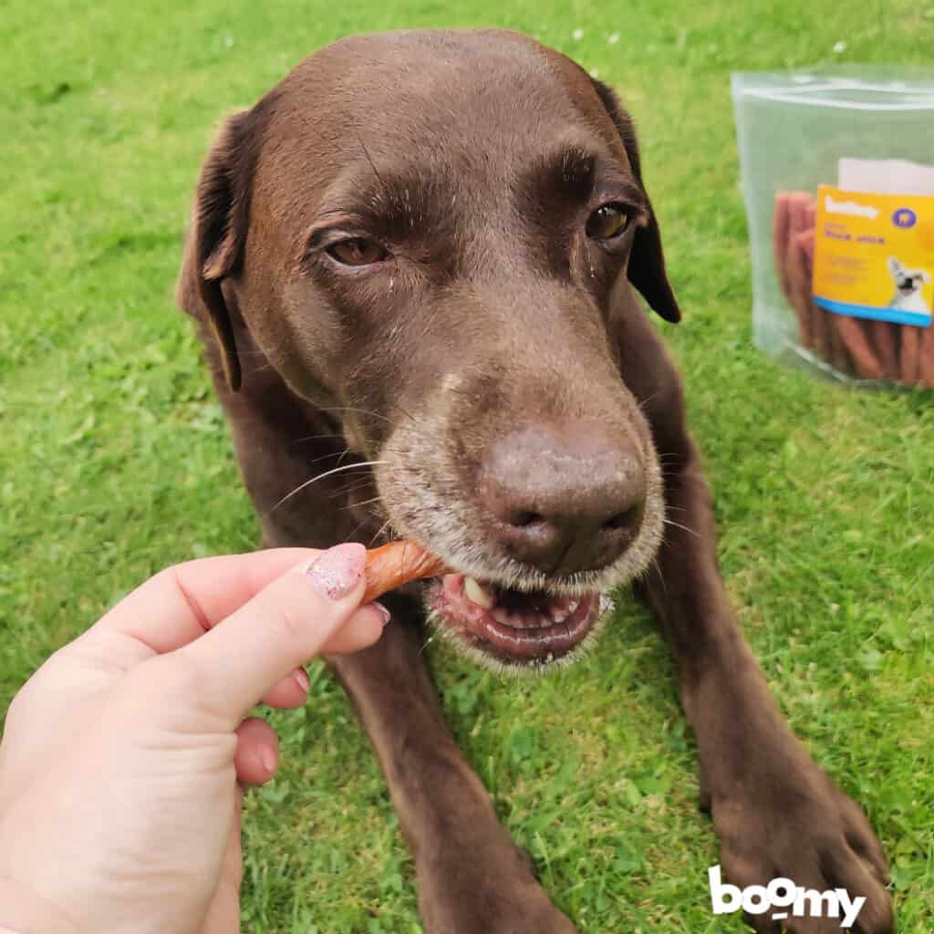 bruine hond krijgt een boomy brownie - waarom sommige honden kieskeurige eters zijn
