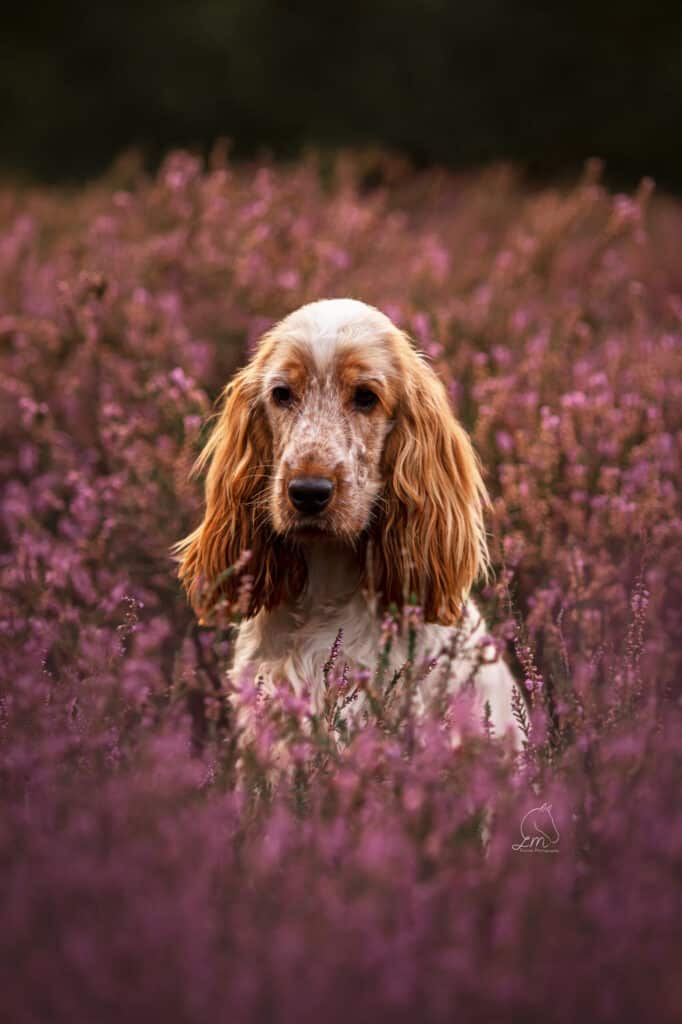 de positieve invloed van een hond op je leven