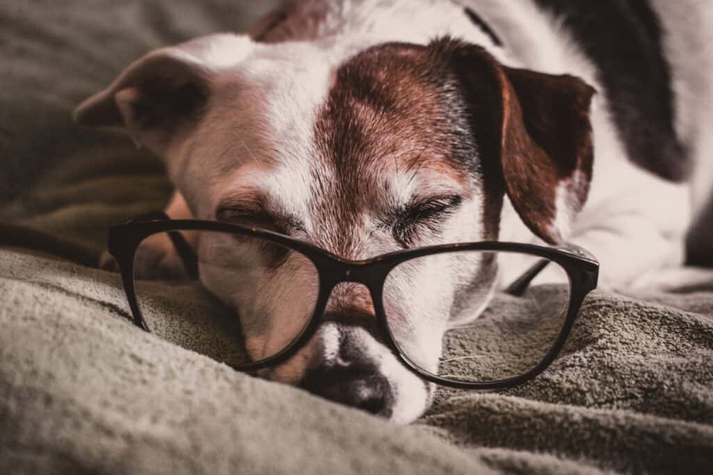 hoe zorgen voor een senior hond
