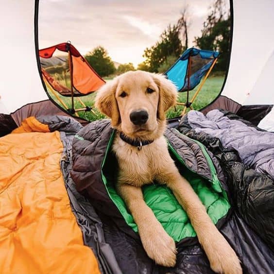 kamperen met hond tips