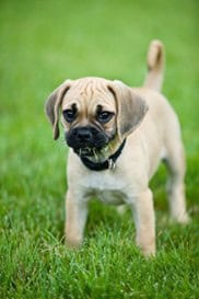 waarom honden gras eten