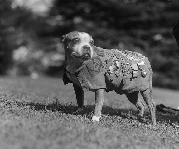 beroemde honden sergeant stubby