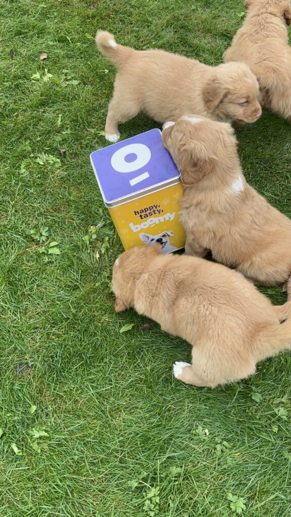 puppy snacks